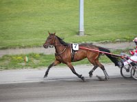 MG 3281  Nulstilling i Hazard-klubben 2013 hos Århus Væddeløbsbane : Hazardklub, Hest, Trav, Århus