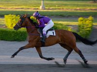 MG 3457  Nulstilling i Hazard-klubben 2013 hos Århus Væddeløbsbane : Hazardklub, Hest, Trav, Århus